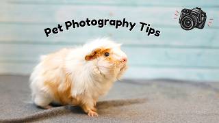 Small Pet Photography Tips You NEED to Know - Featuring Guinea Pigs