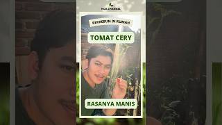 Begini rasanya makan tomat cery langsung dari pohonnya #berkebun #berkebundirumah #garden