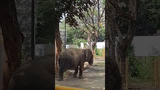 MANILA ZOO || ELEPHANT (MALI ) #short#shortvideo