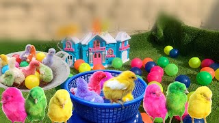 Colourful Chicks | colour chicken babys | Hens Chicks | Colour Chick Video