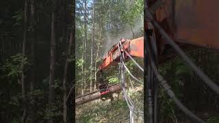 Spraying the forest against bugs