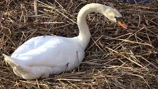 Tess en pa zwaan zijn alweer een tijdje bezig om het nest te renoveren