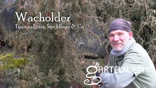 Wacholder (Juniperus) - Tipps zu Ernte, Wacholder vermehren mit Stecklingen und Co