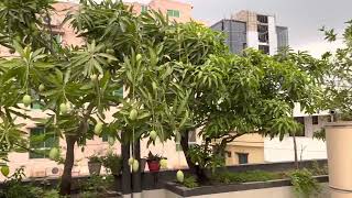 Rooftop Garden