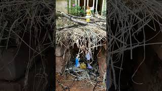 പുൽക്കൂട് pulkood Christmas crib simple crib design crib ideas  Christmas tree ideas