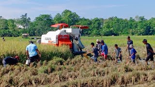 Mesin Panen Padi Paling Tercepat dan Tercanggih YouTube Kubota DC 70#352