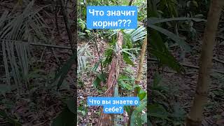 Узнай свои корни и ты сможешь все что хочешь. #ayahuasca #аяваска #аяуаска #изменитьжизнь