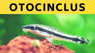 Cute & Hardworking Algae Eater | Otocinclus Catfish | OTO