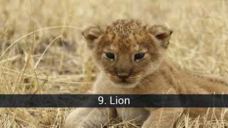 Predator puppies, tenderness in its purest state