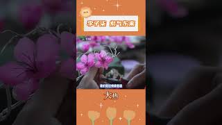 李子柒，歡迎回來！#李子柒 #李子柒回歸 #今日分享