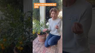 Calamondin Orange Tree Update