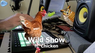 Wild Show ft. Chicken