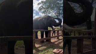 #elephant #elephants #elephantcamp #dubare #animals #honeysingh #millionaire#ashortaday #fun #family