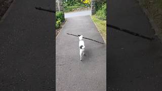 AMBITIOUS DOG WITH HUGE STICK