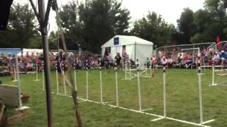 2014 GSD agility demos at MN state fair