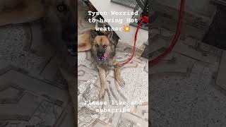 Tyson Hot Weather💥💥🐕🐕