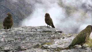 West Coast Tahr hunt