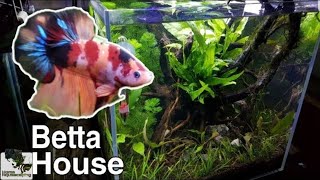 New Betta Fish | Candy KOI | Lowtech Planted Tank | 斗鱼水草缸