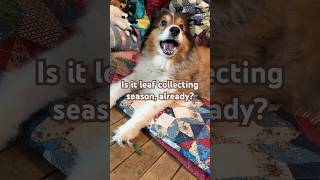 Audie’s Leaf Collecting Begins For 2024: Cute Sheltie Fun