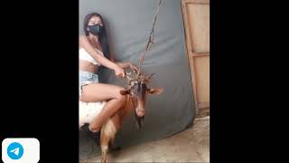 Goat Riding #goat #goatriding #donkey #donkeyriding #Buffaloriding