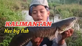 Berpetualang mancing Strike iKan"purba" dispot Rawa Pisir Kalimantan @FebriMancing