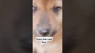 Scary but cool face #reels #shorts #wild #animals #dog