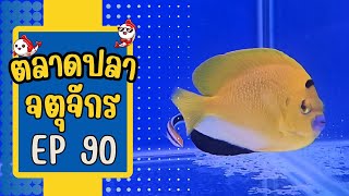 ทัวร์ตลาดปลาจตุจักร โซนลานเร่ EP 90 วันที่ 27 มี.ค. 67 l พาดูปลาร้านปลาทะเลหนึ่งเดียวในตลาดนี้