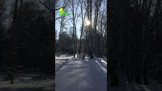 Videos from My Phone | Sunny Winter Weather in the Forest