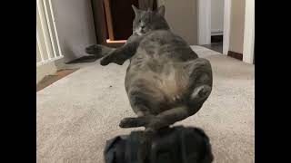 cat.mp4