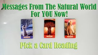 MESSAGES FROM NATURE SPIRITS FOR YOU NOW! PICK A CARD READING