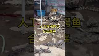 Crocodile farm | Pet Crocodile feeding | Crocodiles farm in china | How to Crocodile give birth