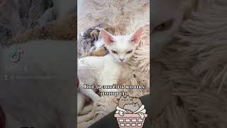 Devon Rex, девон-рекс