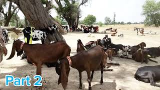 Goat farming business in Pakistan | Breeding pure Beetal goats for milk production | Babu Pathan