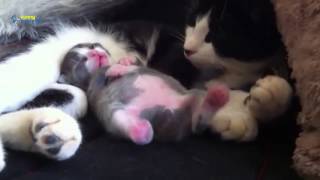 Cute sleeping kitten