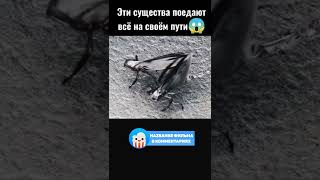 😳 Эти мухи поедают всё на своём пути #фильмы #сериалы #shorts