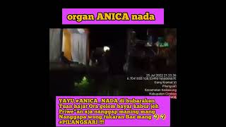 organ ANICA NADA dibubaraken,, sg due tuan hajate ora tanggung jawab ‼️