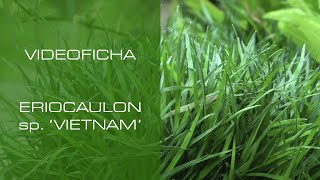 Eriocaulon sp. 'Vietnam' - VideoFicha - Unos arbustos que te cautivarán - PezVerde