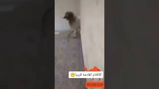 تحشيشات العيد قريبآ جدآ 😅🤣🤣🤣🙈