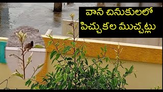 వాన చినుకలలో పిచ్చుకల ముచ్చట్లు| Sparrows'  in Raindrops |Shorts | YouTube shorts|చిటపట చినుకలు