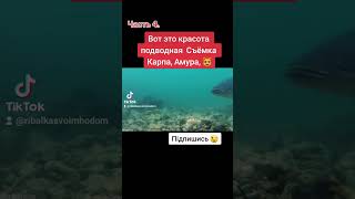 Карп #shorts #fishing #рыбалка #карась #рек #рекомендации #tiktok #fish