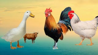 Menangkap ayam lucu, Ayam Warna Warni, Bebek, Angsa, Ikan, Kucing, Kura-kura, Marmut, Animal Cute #6