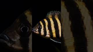 jedak jedik ikan zebra tilapia #shorts