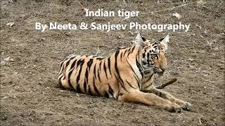 indian tiger