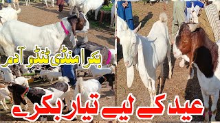 Tando adam Bakra mandi || Eid 2024 | Rates update