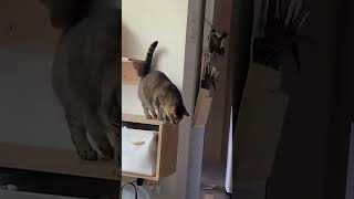 Hilarious Cats Puking in Unbelievable Spots! 😹 #FunnyCats #WeirdPlaces #CrazyPukes