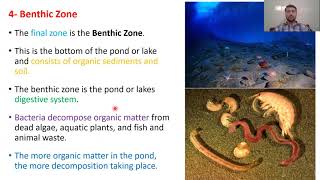 Stratifications in lakes and ponds