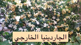 الجاردينيا الداخلي و الخارجي و الفرق بينهم و طريقه سهله و ناجحه لاكثارها بالعقل الطرفيه