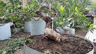 Begini Cara Mempercepat Pertumbuhan Bonsai Beringin