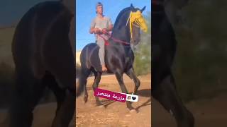 احسن عود في النخوة العربية وديال الفرنسية تبارك الله الله الله يصلح #horse #خيل #اربعاء