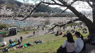 Sewaritei 背割堤 CHERRY BLOSSOM サクラ - Yodogawa Riverside Park, Yawata, Kyoto